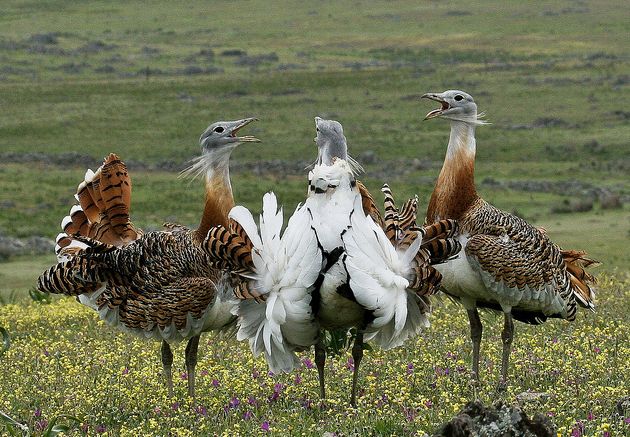  p>大鸨(学名: i>otis tarda /i>):是鸨形目,鸨科,鸨属的大型地栖 a