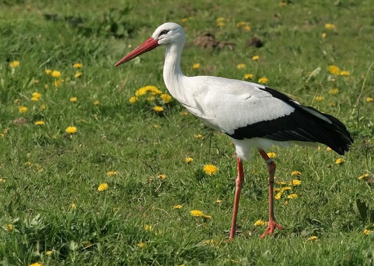  p>国鸟(national bird): a target="_blank" href="/item/鸟类">鸟类