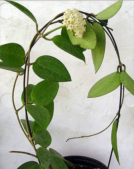 铁草鞋