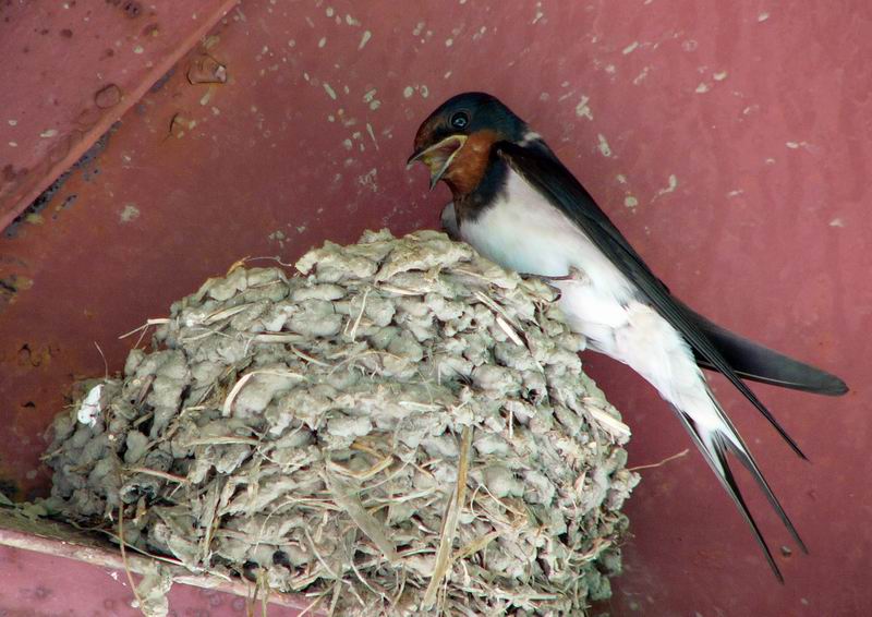 兰陵王·邻家燕巢既毁感赋