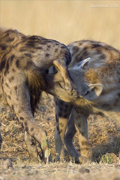 又名斑点鬣狗,体长约95-160厘米,尾长25-36厘米,体重40-86千克,雌性