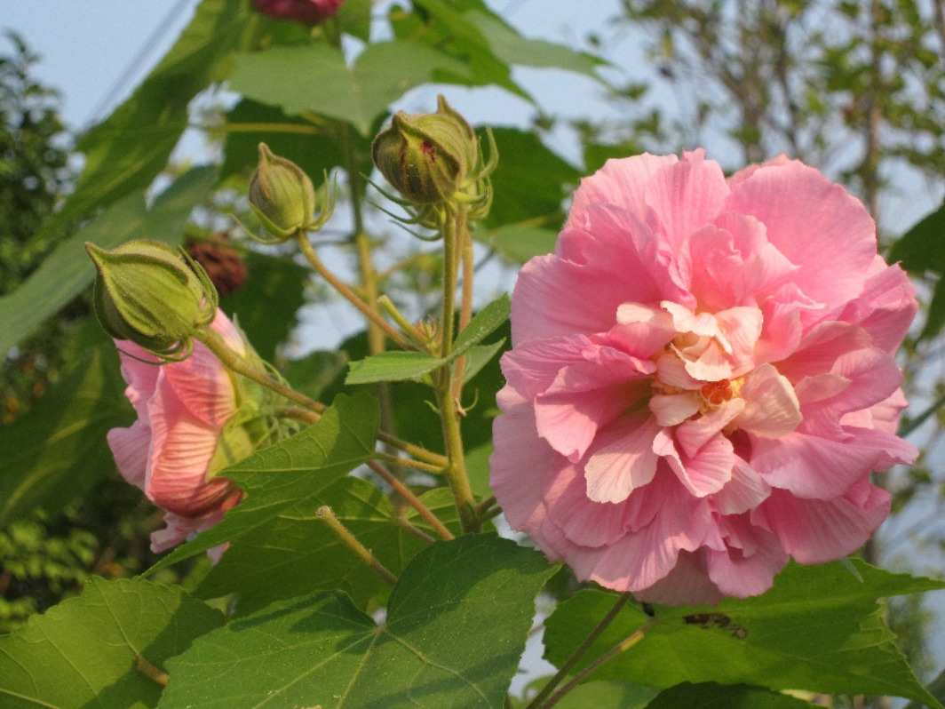 木芙蓉叶(木芙蓉叶和芙蓉叶一样吗)
