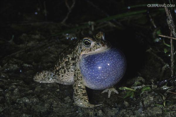  p>蟾蜍,也叫 a target="_blank" href="/item/蛤蟆">蛤蟆 /a>há ma