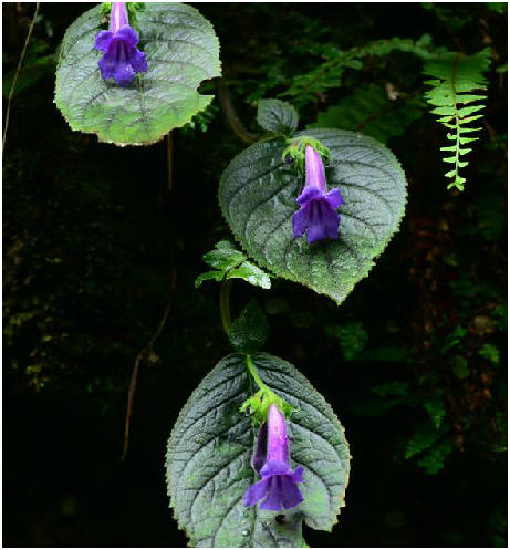  p data-id="gnb3jmk8ep">大一面锣,中药名.