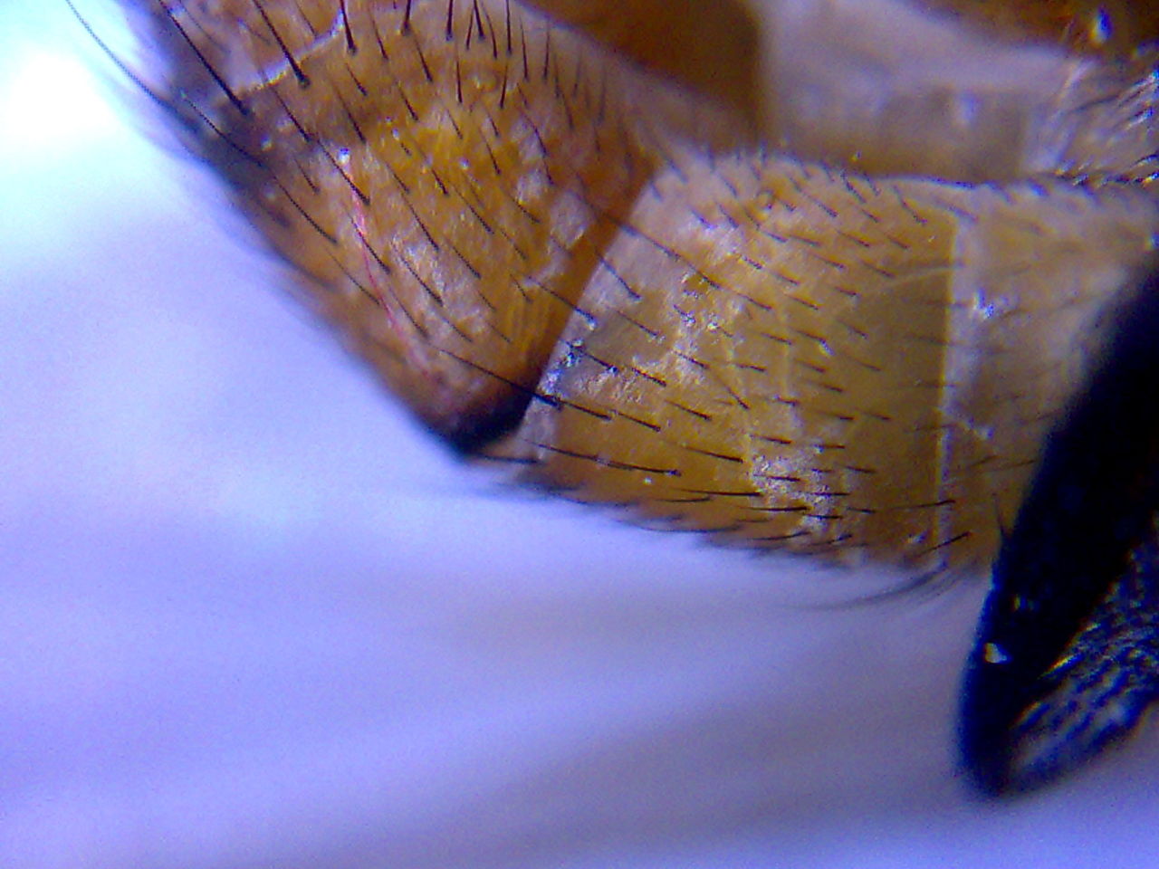  p>绿豆虫学名 a target="_blank" href="/item/象甲/1377210" data