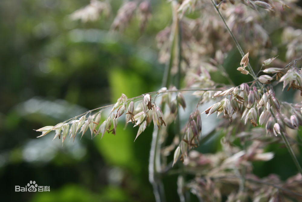  p>绒毛草(velvetgrass)holcuslanatus,禾本科绒毛草属多年生 a href=