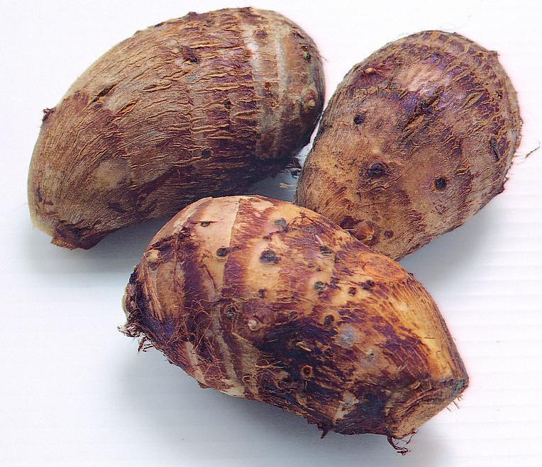 colocasia kotoensis hayata