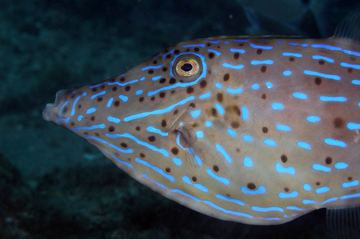  p>拟态革鲀(学名: i>aluterus scriptus /i>)是革鲀科,革鲀属鱼类.