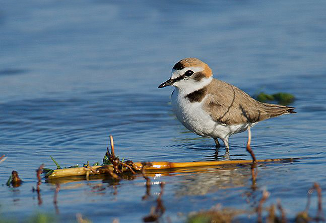 charadrius alexandrinus alexandrinus