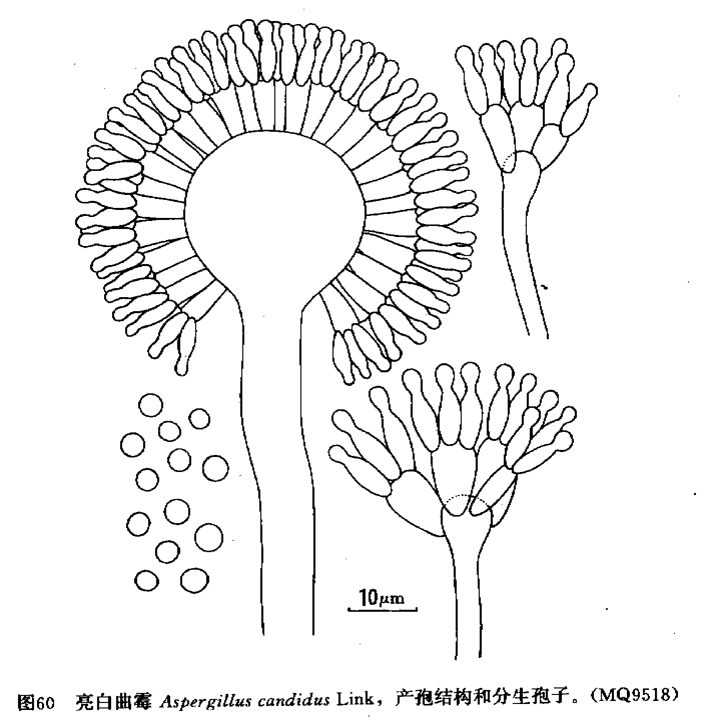 aspergillus candidus