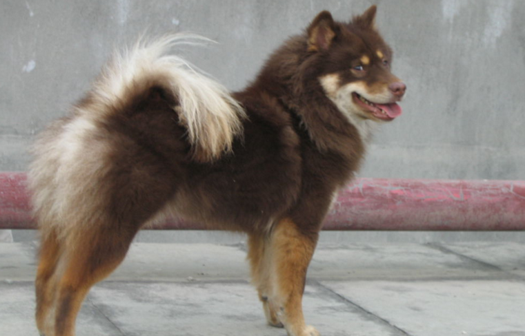 芬兰拉普猎犬