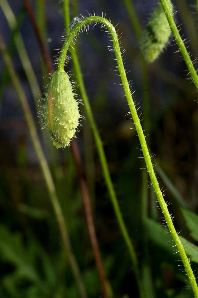 p>黄果汁罂粟是一种毛茛目,罂粟科类生物,一年生或两年生草本,茎直立