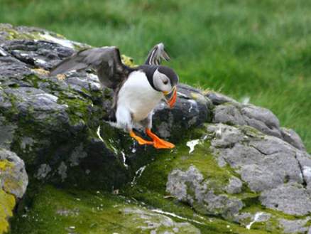  p>北极海鹦(学名: i>fratercula arctica /i>)是 a href="#" data