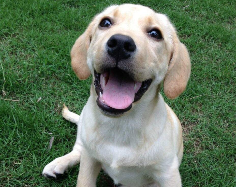 拉布拉多猎犬
