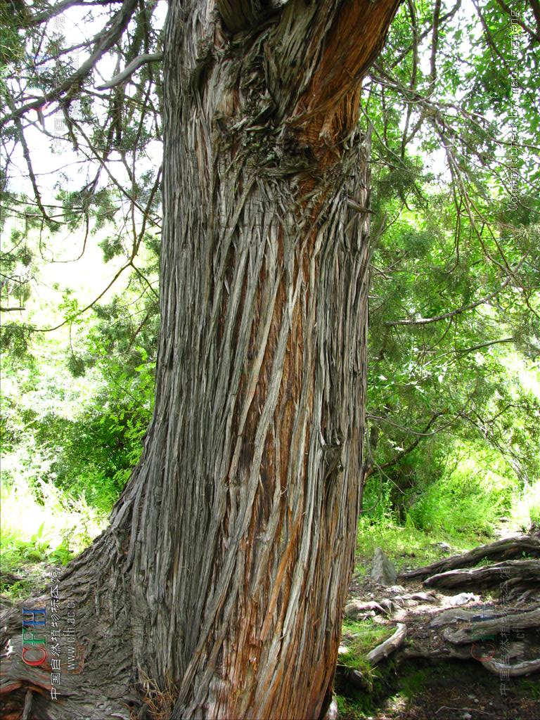  p>密枝圆柏(学名:sabina convallium (rend. et wils.) cheng et w.