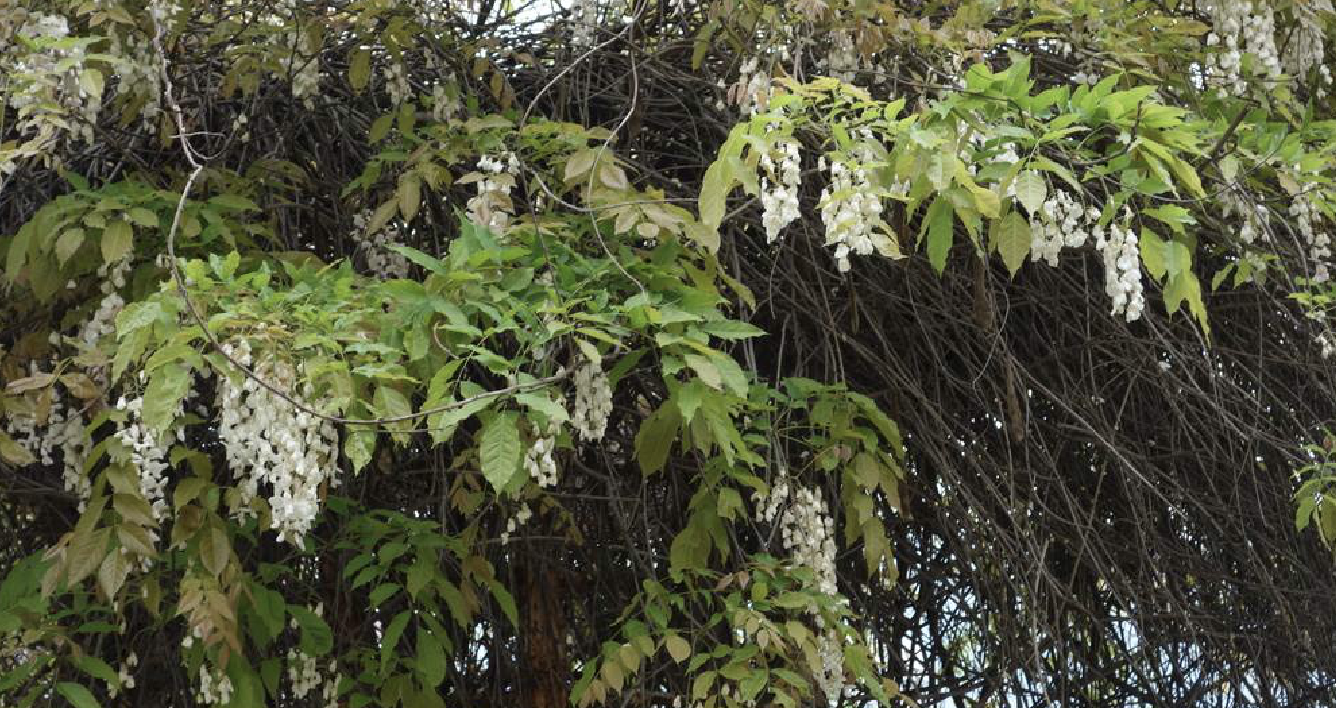  p>白花藤萝(学名: i>wisteria venusta /i> rehd. et wils.