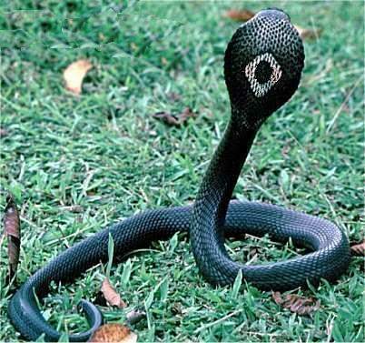  i>naja kaouthia /i>),又名单眼镜蛇,是一种大型 a target="_blank"