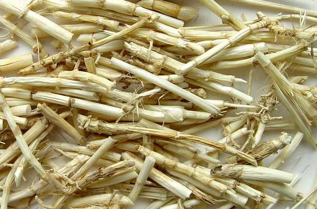 kuntze),禾本科茅根属草本植物,须根细而柔韧;叶鞘无毛,叶片为