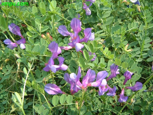  p>大野豌豆(学名:vicia gigantea bunge)是豆科野豌豆属植物,多年生 