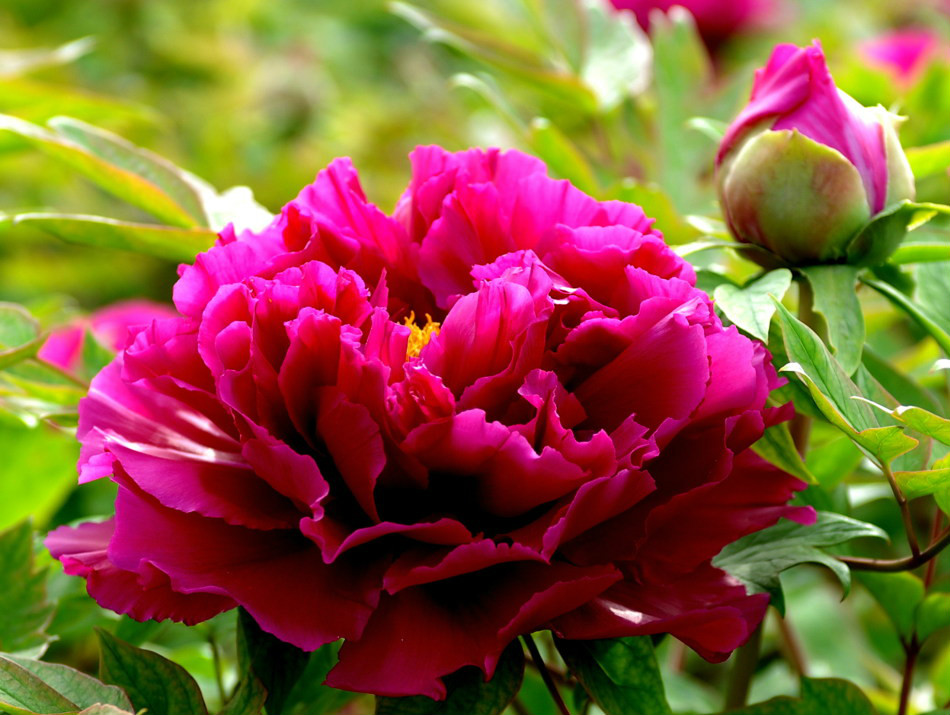  p>洛阳红(学名: i>paeonia suffruticosa /i> cv.