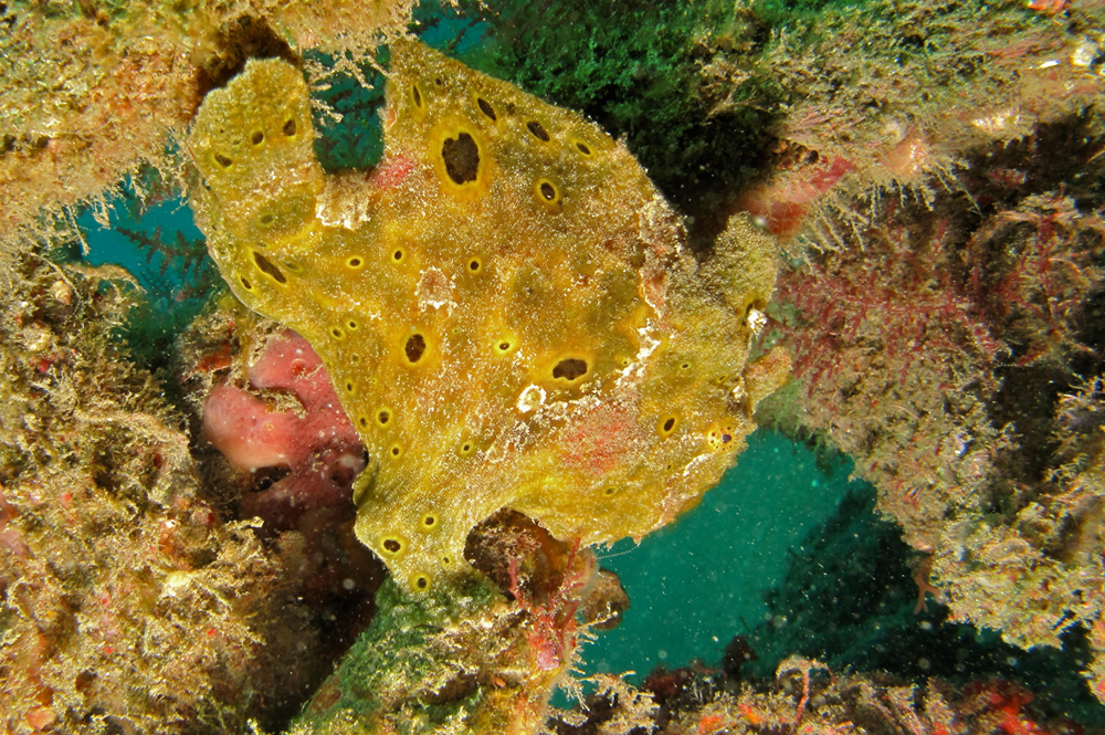  p>钱斑躄鱼(学名: i>antennarius nummifer /i>)是躄鱼科,躄鱼属的一