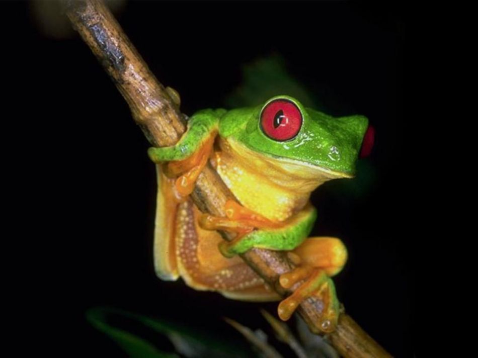 tinctorius a target="_blank" href="/item/染色箭毒蛙/1389606"