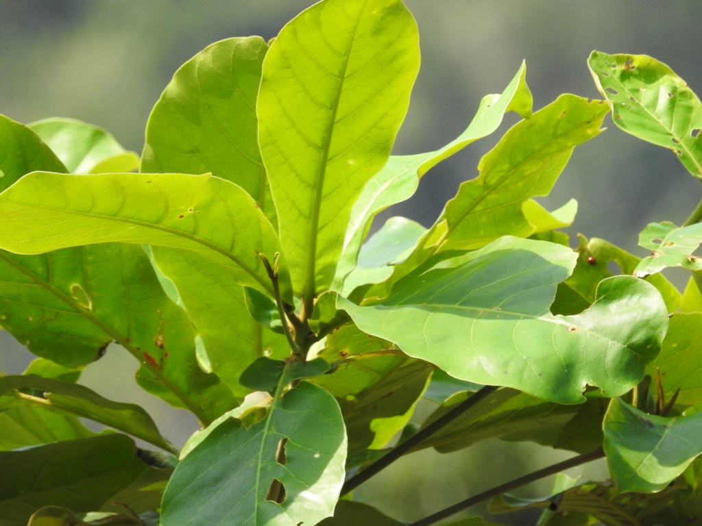  p>榄仁树(学名: i>terminalia catappa /i> l.