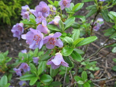  p>桃花杜鹃(学名: i>rhododendron pruniflorum /i> hutch.