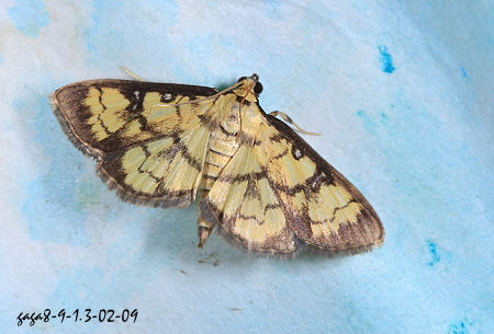 黑缘犁角野螟蛾