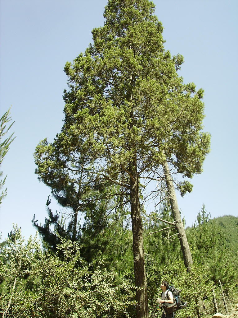  p>刺柏(学名: i>juniperus formosana /i> hayata)是柏科,刺柏属 a