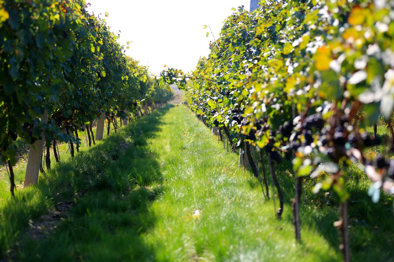 私家葡园,即独自享有的葡萄园,可参与葡萄园的种植与管理,而且独自