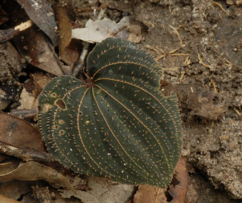  p>毛叶芋兰(学名: i>nervilia plicata /i> (andr.) schltr.