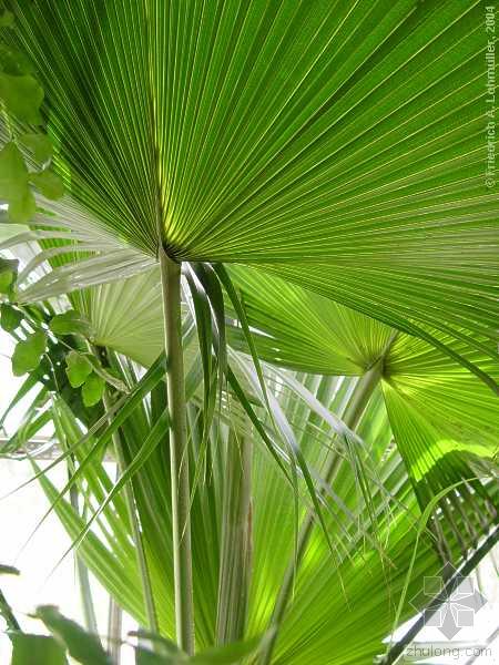  p>大果蒲葵是棕榈科蒲葵属的一种植物,乔木;叶大,阔肾状扇形,有多数2