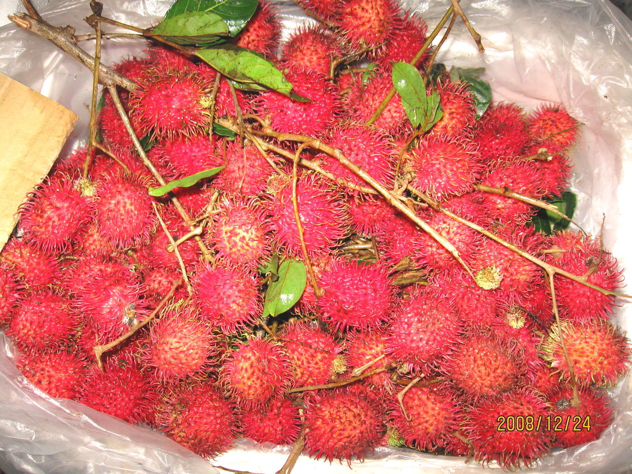  p>红毛丹(拉丁学名:nephelium lappaceum l.