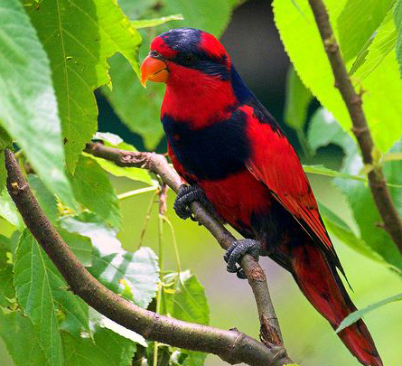  p>红蓝吸蜜鹦鹉(学名: i>eos histrio /i>)羽色鲜艳,鹦鹉鸟体为红色