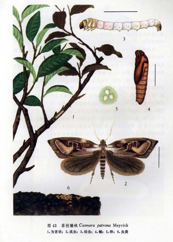 幼虫从上向下蛀食枝干,致茶枝中空,枝梢萎凋,日久干枯,大枝也常整枝