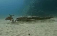 翼肢鲎(pterygotus)