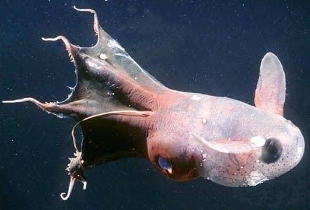  p>吸血鬼鱿鱼,英文名vampire squid, a target="_blank" href="/item