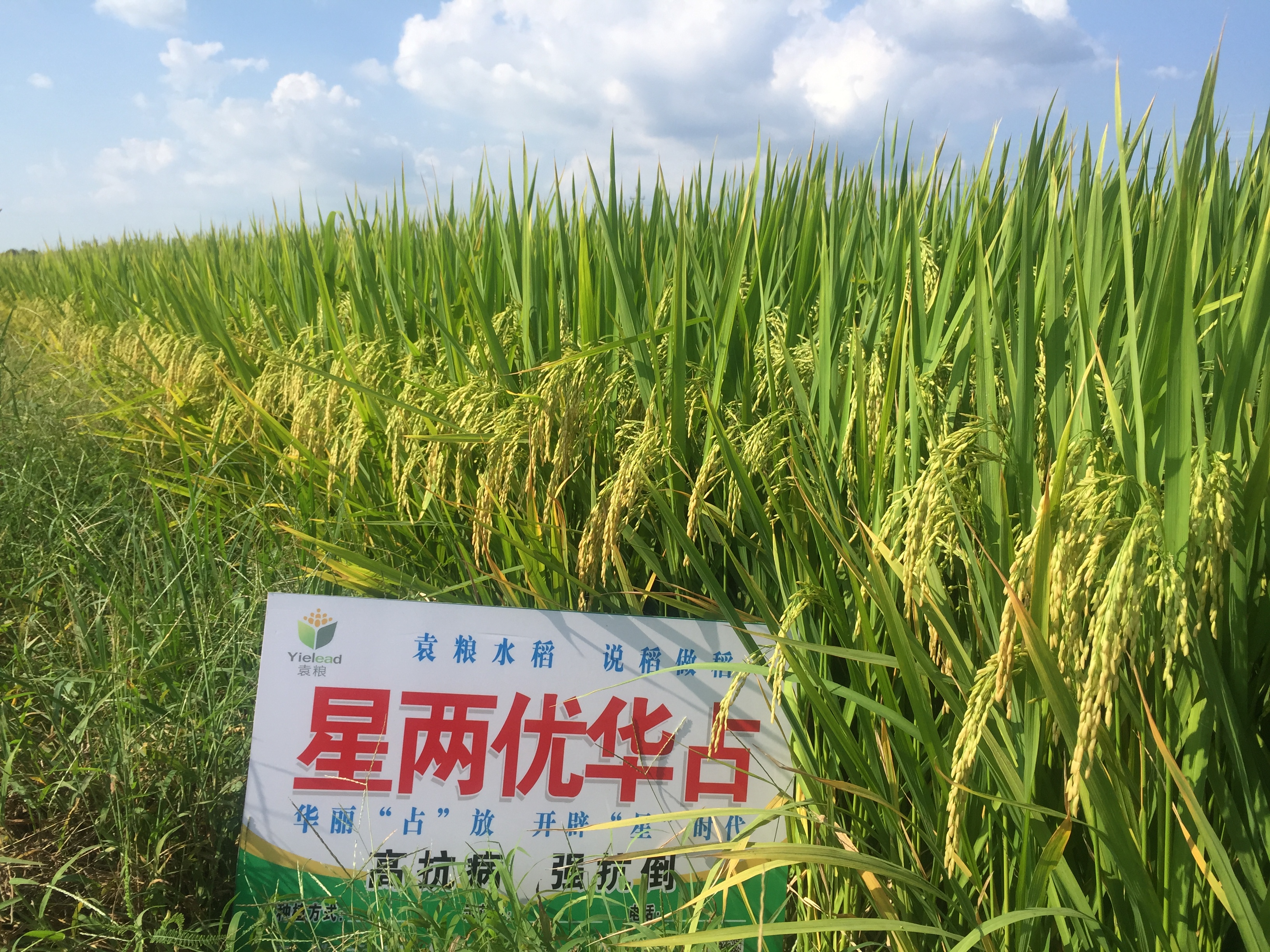 星两优华占,籼型两系杂交水稻,安徽袁粮水稻