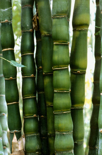 (高5-10米,直径4-12厘米),节间长10-30厘米,其下部肿胀呈葫芦形或梨形