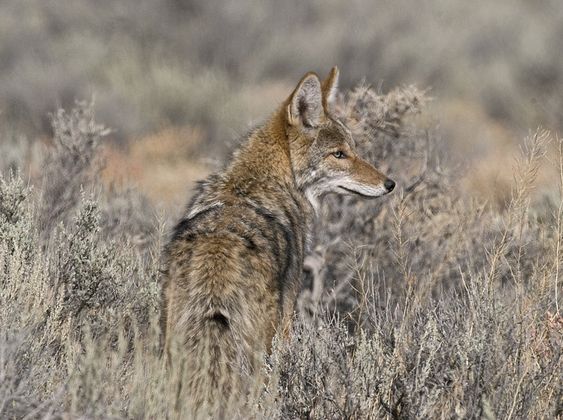  p>郊狼(学名: i>canis latrans /i>)是犬科犬属的一种,与 a target="