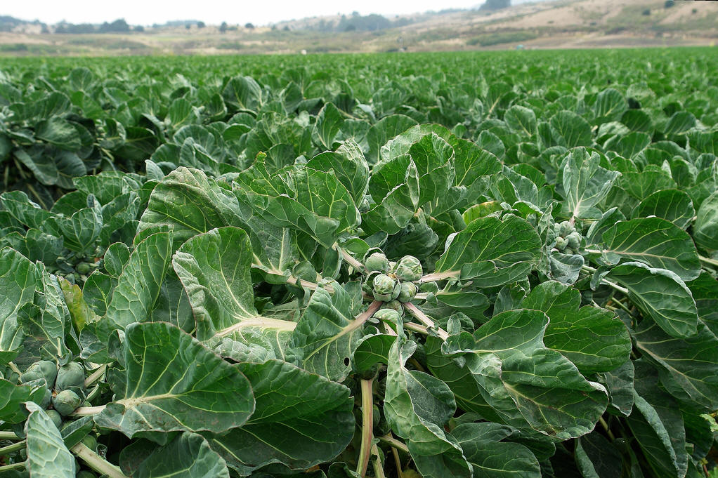  p>抱子甘蓝(学名: i>brassica oleracea /i> l. var.