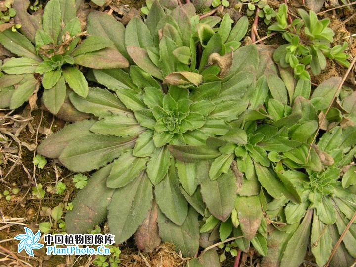  p>北美车前(学名: i>plantago virginica /i>  l.