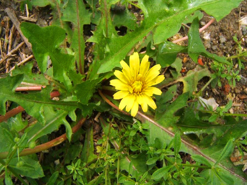  p>亚洲蒲公英(学名: i>taraxacum asiaticum  /i>dahlst.