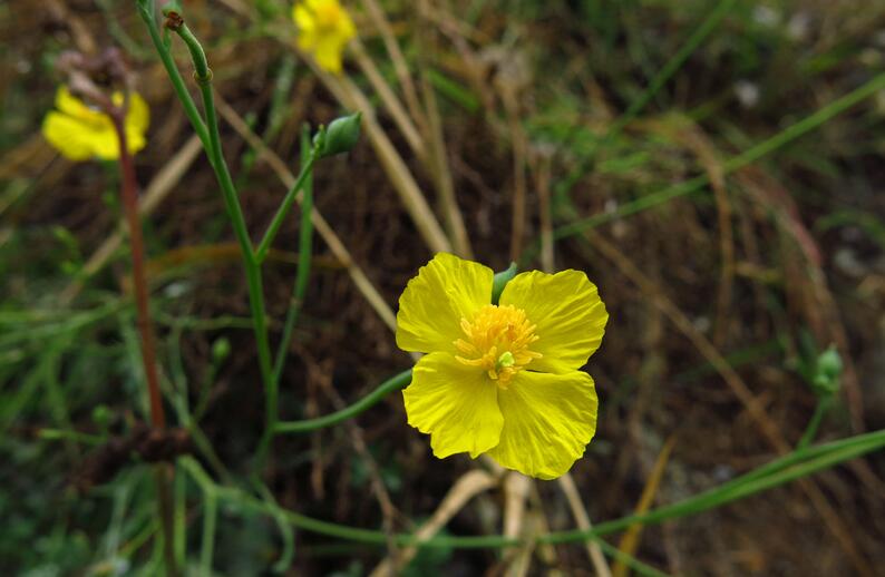  p>秃疮花属(学名:dicranostigma hook. f. et thoms.