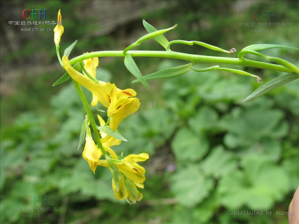 corydalis kingdonis airy-shaw