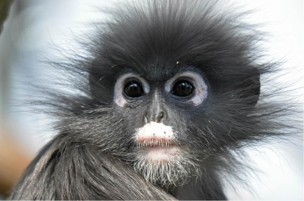 dusky-leaf monkey