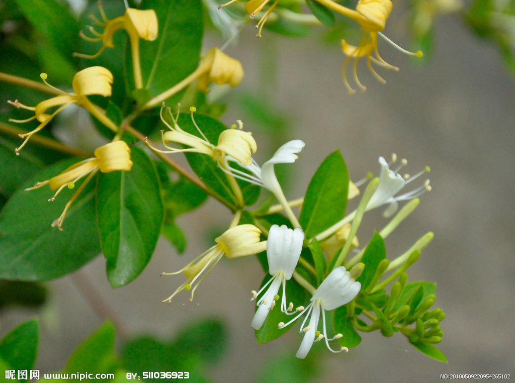 subsp. standishii (carr.) hsu et h. j wang ,忍冬科忍冬属植物.
