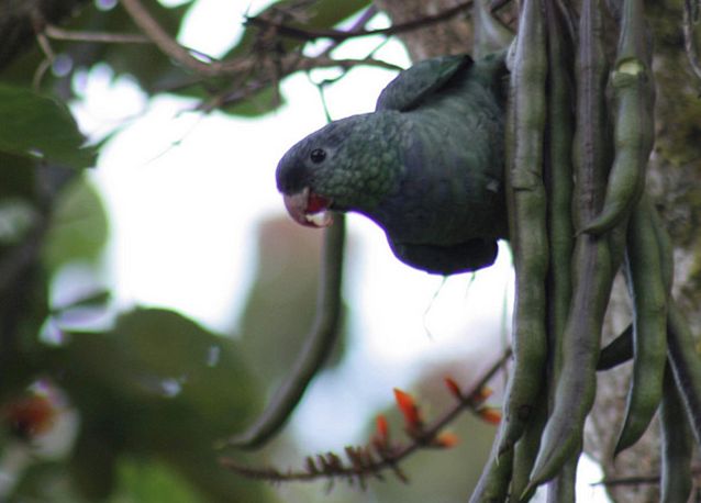  p>红嘴鹦哥(学名: i>pionus sordidus /i>)为鹦形目鹦鹉科的 a href=