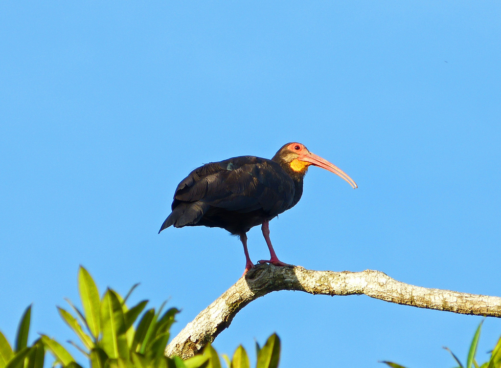  p>长尾鹮是脊索动物门脊椎动物亚门鸟纲今鸟亚纲 a target="_blank"